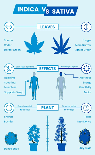 Infographic comparing Indica vs Sativa cannabis strains, showing differences in leaf shape, plant growth, effects, and flowering periods. Indica is associated with relaxation and sleep, while Sativa promotes energy and creativity.
